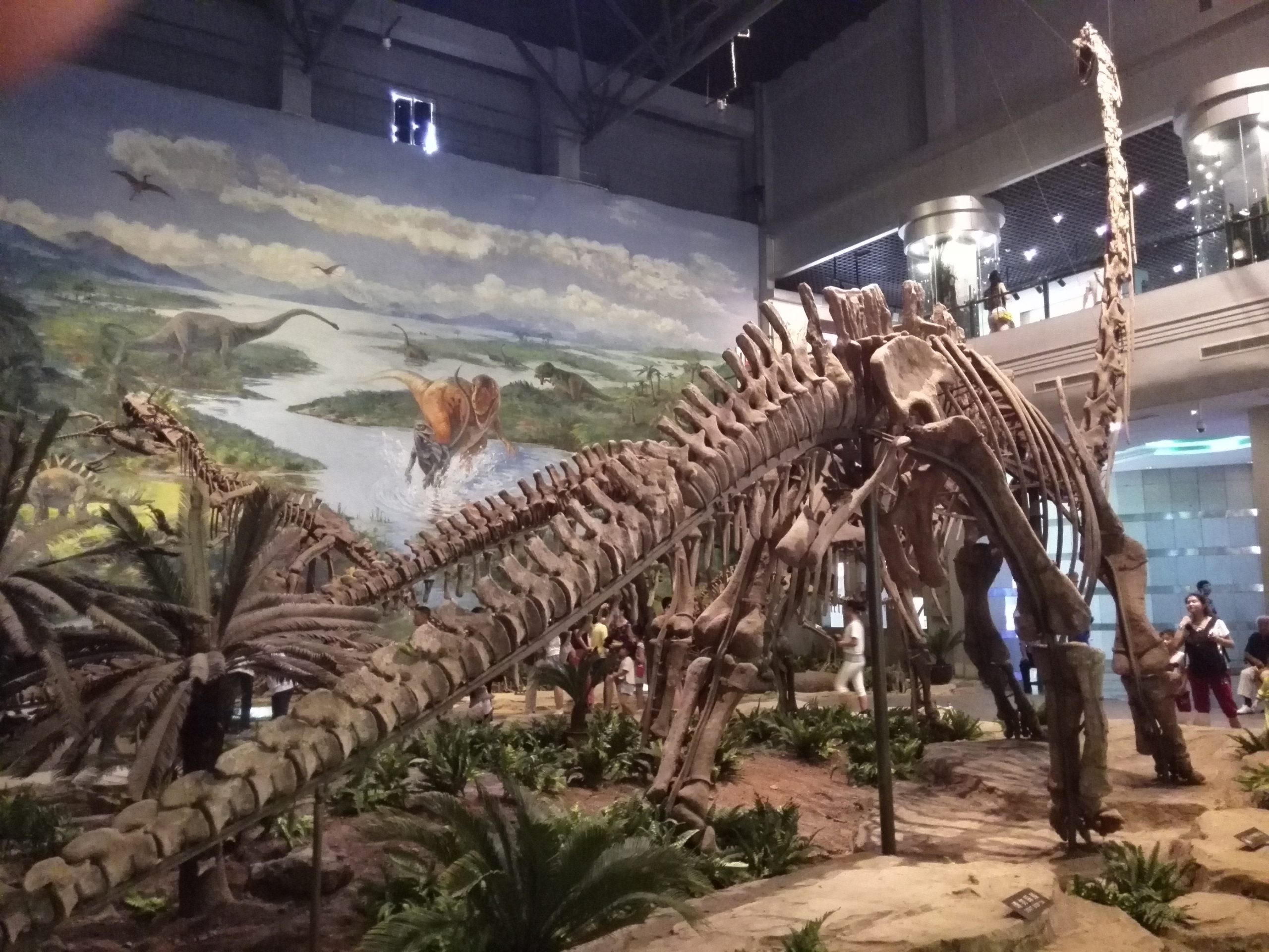 Dinosaur fossil at Zigong museum
